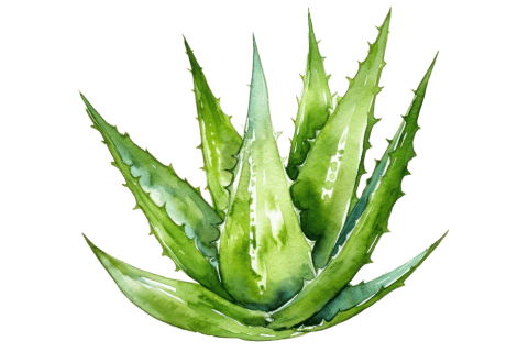 ícono aloe